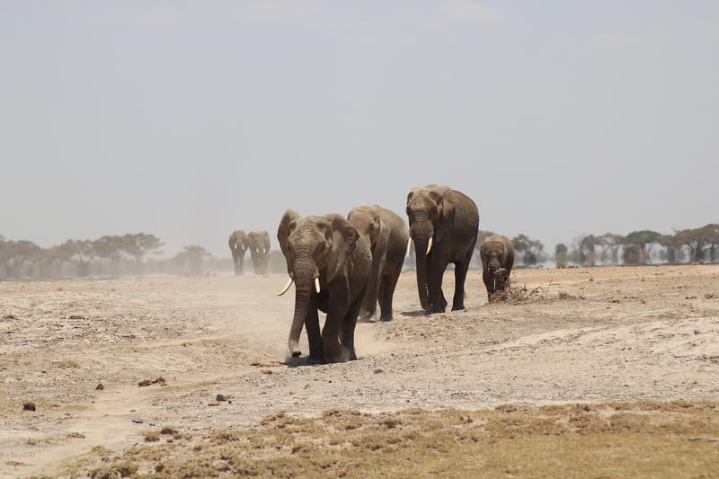 Safari expeditions